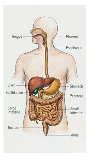 Digestive system #shorts