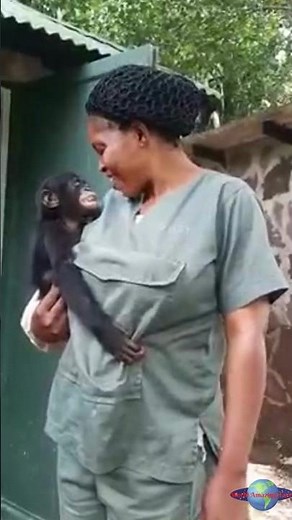 Rescued Bonobos: From Orphaned to Joyful! 💚