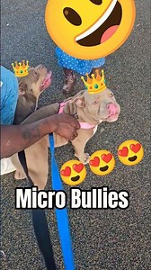 Micro Bullies and Toddlers at the Park | Loving and Sweet