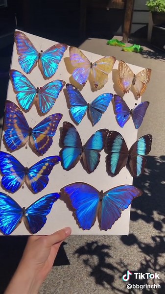 Mesmerizing Blue Morpho Butterfly in the Amazon Rainforest