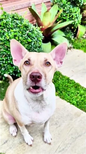 Dog Sings Happy Birthday – Cutest Surprise Ever! #singingdog #cutedogvideos #funnydogs