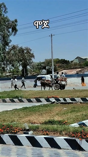 #tiktoknewfeatures #fyppppppppppppppppppppppp #oromotiktok #ethiopian_tik_tok🇪🇹🇪🇹🇪🇹🇪🇹 #mojo @Mojo City @modjo town @East Shoa Prosperity Party