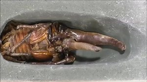 2.5K views · 48 reactions | The Hercules beetle is a species of rhinoceros beetle native to the rainforests of Central America, South America, and the Lesser Antilles. It is the longest extant species of beetle in the world, and is also one of the largest flying insects in the world. #wildaware #beetle #animals #wildlife | WildAware | Facebook