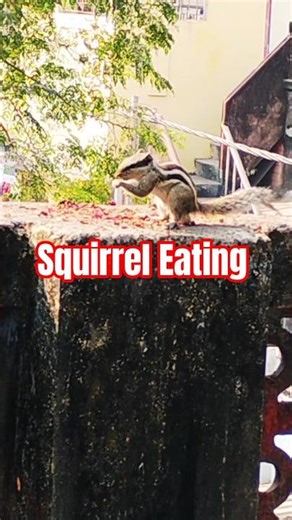 Squirrel Eating #shorts #trendingshorts #nature #animals #squirrel #squirrelwatching #naturelove