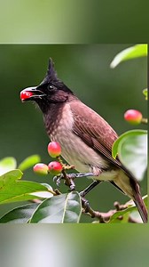 147K views · 13K reactions | So pretty black crested bulbul | Nature And Wildlife | Facebook