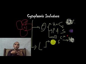 Cytoplasmic Inclusions