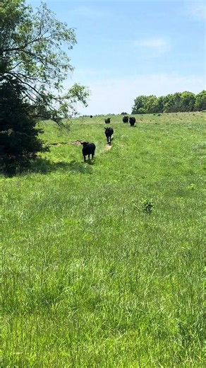 Understanding Herd Bull Behavior During Breeding Season