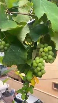 Grow graps Plant Fast Using These Tissue Tips For Beginnrs | How to grow grapes | angoor