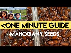 Germinate mahogany seeds