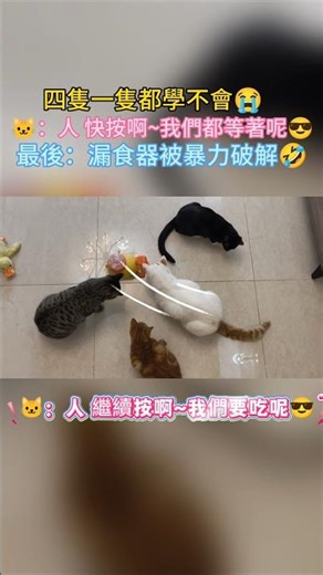 I think I found four silly cats 😂 But that doesn't stop me from loving them ❤️ 🐱: Hey, hurry up a...