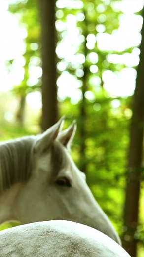 16K views · 680 reactions | What can I do to read my horse better?...