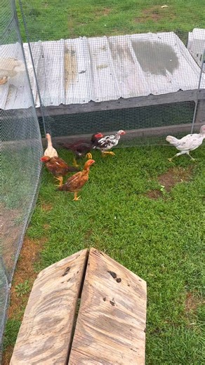 Old memories | Azazel Demon