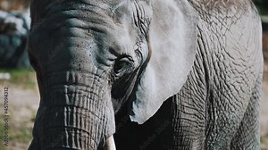 A grown up elephant closeup footage. Detail face African elephant. Giant mammal with wrinkled skin moving its head slowly. Concept of wild life.