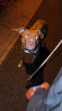 🌜☠️Lena's cool down walk 🐾