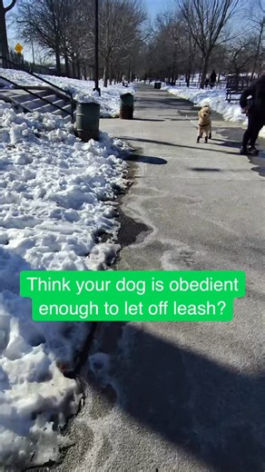 NY Dog Trainer | ABCDT APDT AKCE K9TECC on Instagram: "You’re dog should be able to do what this off leash dog did before ever allowing them off leash: What exactly happened here? The off leash dog was able to be recalled at a reallllly close threshold. Probably one of the closest and best I’ve seen. Before I refocus my attention on Maple, you can see the dog focus on us as we approach and I keep maple in a heal. I move her over and verbally ask her to “leave it” mostly to let the other owner kn
