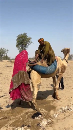 زوجة تركب جملاً مع زوجها