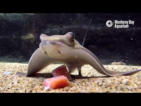 Feeding Time For The Baby Bat Rays!