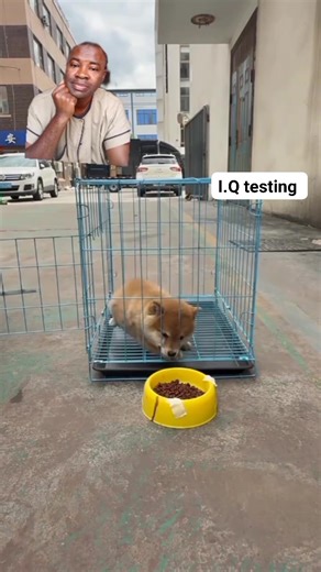 I. Q testing #puppylove #puppytraining | Isah Ometo TV