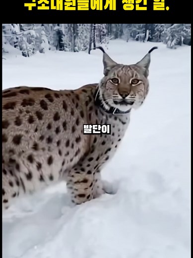 루마니아 동물 구조원의 놀라운 경험
