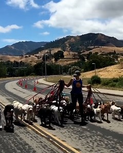 30 reasons why dogs are the absolute best 🐶❤️ | Tyla