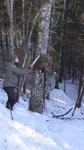 Carving a bowl from a HUGE birch burl | ALACIP Joven/Jovem