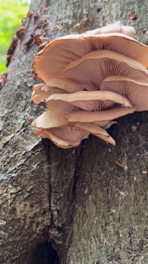 11 reactions | ‍ Fall mushroom hunting is underrated. Associate...