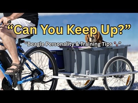 Beagle 101: Personality, Training & The Best Scent Games 🐶