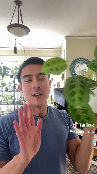 Incredible Growth: The Biggest Maranta Leaf Ever