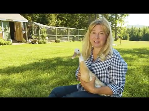 Meet my Indian Runner Ducks