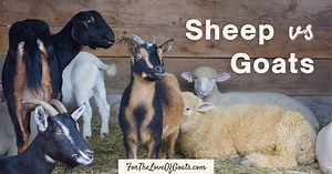 Sheep vs Goats