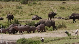 A large hippo (Hippopotamus amphibius) walking around a river bank and eating grass. There is a small red-billed oxpecker (Buphagus erythrorynchus) eating off of the back of the brown Hippo.
