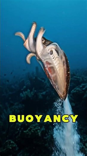 Cuttlefish's Hypnotic Display Will Mesmerize You #ocean #animals #shorts