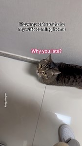478K views · 10K reactions | Cat mom VS Cat dad: Coming home PT.2 #cat #FunnyCats #cutecat | Ringodanyan | Facebook