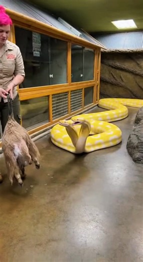 scary animals... #venom #scary #snake #comododragon #carokodile | Venom Chaos