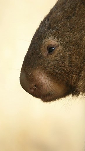 Lucca Amorim on TikTok