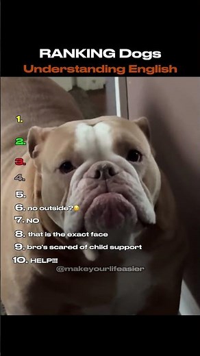 When Dogs Understand English