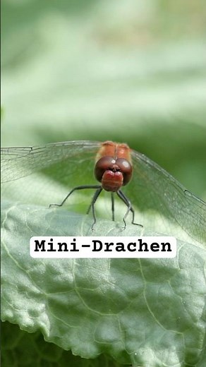Mini Dragons: The Incredible World of Dragonflies #insectknowledge