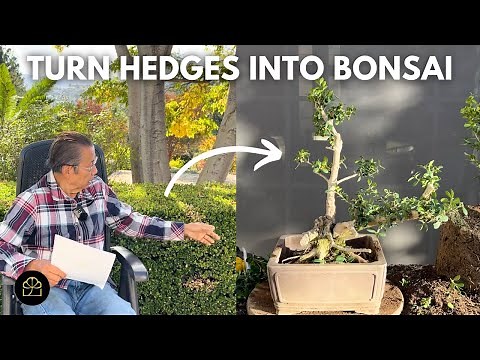 Making Bonsai from a Boxwood Hedge!