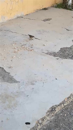 Feeding animals is part of taking care of nature#everyonefollowers | beauty homes