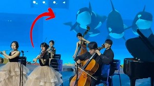 Killer whales mesmerized by classical music concert in China