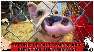 8.7K views · 449 reactions | Season 2: Rebuilding The Sanctuary / Episode 1: Setting Up Temporary Runs For The Animals! To support our mission and help us rebuild our sanctuary, Please go to our website AlyssasAnimalSanctuary.org we appreciate you more than we could ever express!❤️ | Alyssa’s Animal Sanctuary | Facebook