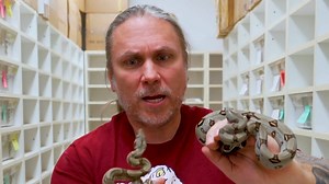 I unbox a shipment full of stunning true Red-tailed boa snakes! SUBSCRIBE TO OUR PODCAST CHANNEL ▶ https://bit.ly/2R3blRJ BUY A MATILDA PLUSHIE TODAY ▶ https://thereptarium.com/collections/merch/products/matilda-plushie SUBSCRIBE TO BRIAN BARCZYK ▶ http://bit.ly/Sub2BrianBarczyk Watch More AMAZING UNBOXING VIDEOS ▶ https://bit.ly/3arGciH #brianbarczyk #unboxing #snakes | Brian Barczyk