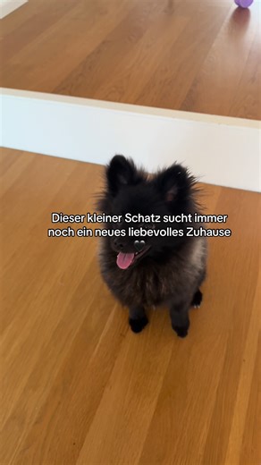 Welcher Zwergspitz sucht ein neues Zuhause in Zürich?