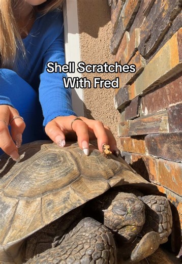 ASMR Shell Scratches with Fred the Tortoise