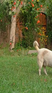 5.9K views · 400 reactions | Sweet Fig Dreams 縷 | Baking & Jam Making Day! #CountryBaking #HomemadeJam #CozyKitchen | Mountain Tasty Foods | Facebook