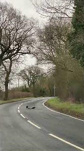 What do Crows eat in the wild?...#shorts