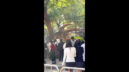 Giraffe fight beaks out at Chinese zoo leaving visitors shocked