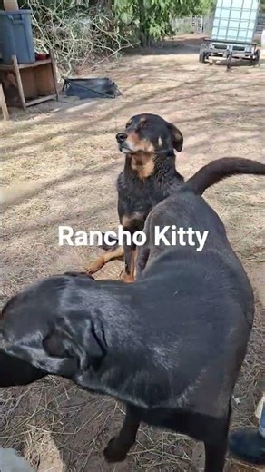 ranchokitty.org #nokillshelters #petrescue https://gofund.me/b9b9cd52b