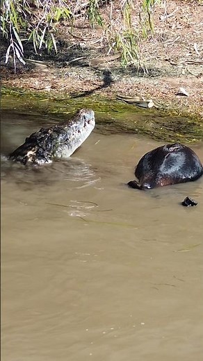 17 FOOT GIANT??? Look at the size of his head #crocodile #attack #wildlife #animals #nature