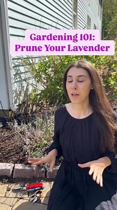 71K views · 884 reactions | Is your lavender looking a little sad this year? Here’s a quick guide to pruning it before summer gets into full swing so you can still enjoy flowers this year with a nice, rounded shaped plant! #gardening #gardeningtips #gardening101 #gardeningforbeginners #lavender #flowers | Blueacre Garden | Facebook